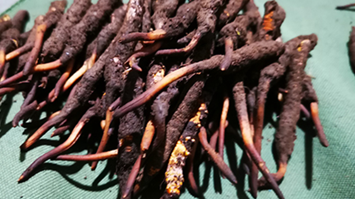 新鮮冬蟲夏草哪里買?全渠道選購指南