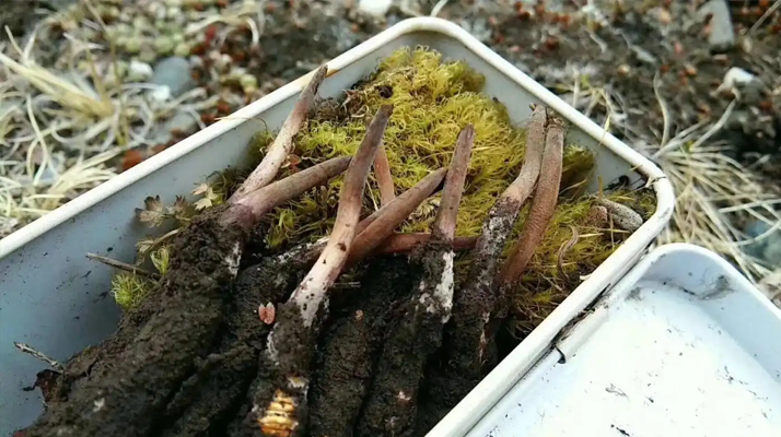 冬蟲(chóng)夏草鮮草的養(yǎng)生密碼:解鎖自然饋贈(zèng)的神奇功效