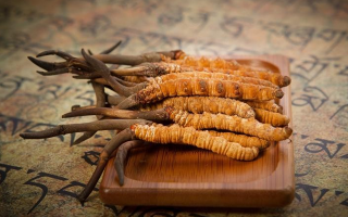 探秘冬蟲夏草鮮草的獨特模樣