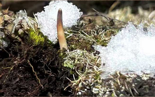 鮮冬蟲夏草燉湯多久能吃？科學(xué)燉煮時間全解析