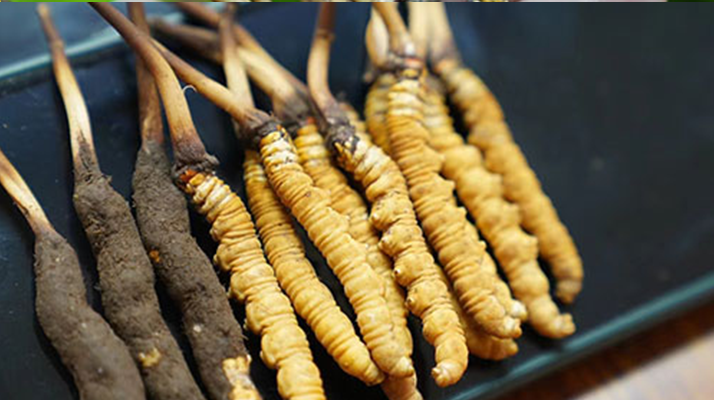 鮮冬蟲夏草什么季節(jié)最好?滋補(bǔ)時(shí)機(jī)大揭秘