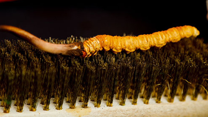 鮮冬蟲(chóng)夏草什么口感最好？探尋舌尖上的滋補(bǔ)美味? ? ? ?