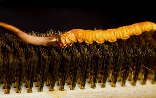 鮮冬蟲夏草什么口感最好？探尋舌尖上的滋補(bǔ)美味? ? ? ?