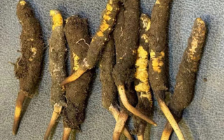 野生冬蟲(chóng)夏草一斤多少錢(qián)？多維度價(jià)格解析