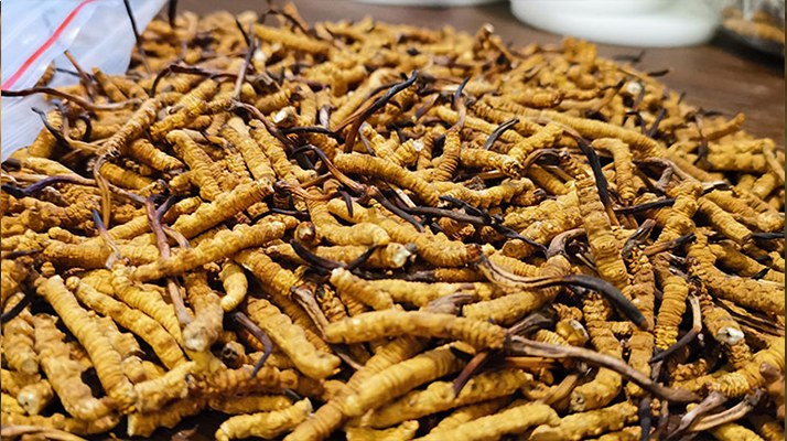 <a href=http://m.jasw8.com/ target=_blank class=infotextkey>冬蟲夏草</a>市場價格解碼：從黃金克價到價值迷霧