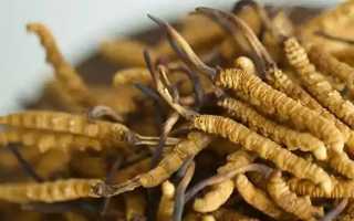??冬蟲夏草什么人不能吃？這5類人群需謹慎?