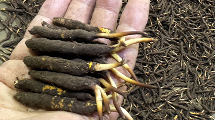 冬蟲(chóng)夏草的科學(xué)保管：鎖住雪域珍寶的活性密碼?