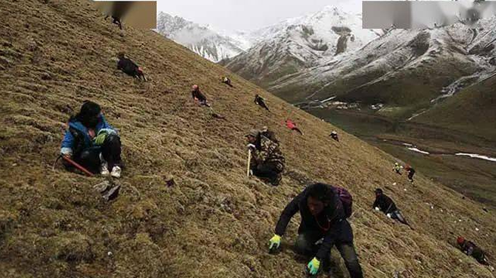 冬蟲夏草都是野生的嗎？探尋其生長的奧秘