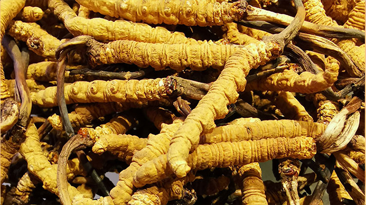 <a href=http://m.jasw8.com/jiage/ target=_blank class=infotextkey>冬蟲夏草價格</a>揭秘：影響因素與市場行情