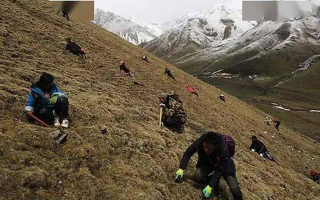 冬蟲夏草都是野生的嗎？探尋其生長的奧秘