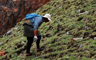 冬蟲夏草什么時候采挖？最佳采挖時節(jié)與科學(xué)依據(jù)
