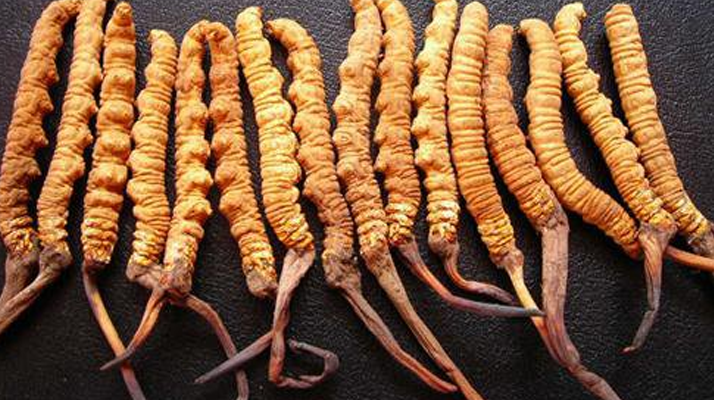 野生冬蟲(chóng)夏草的價(jià)格表