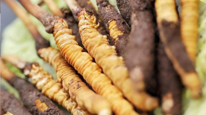 冬蟲夏草放久了能吃嗎