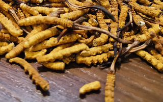冬蟲(chóng)夏草一天吃幾根合適