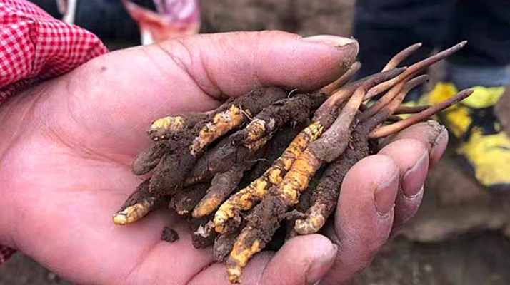 冬蟲夏草每公斤價(jià)格解析