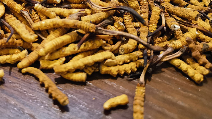 野生冬蟲夏草行業(yè)研究