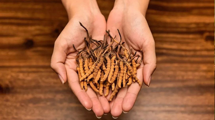 冬蟲夏草怎么食用效果好？掌握這些方法發(fā)揮最大功效