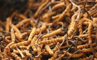 冬蟲夏草有什么好處？解密天然滋補(bǔ)品的多重健康價(jià)值