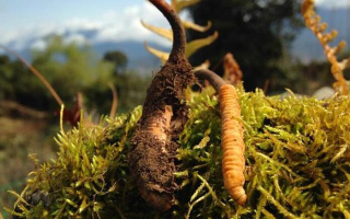 如何挑選新鮮冬蟲(chóng)夏草？掌握這幾個(gè)關(guān)鍵要點(diǎn)