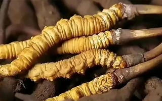 生嚼鮮冬蟲夏草能吃嗎？科學(xué)解析食用方式