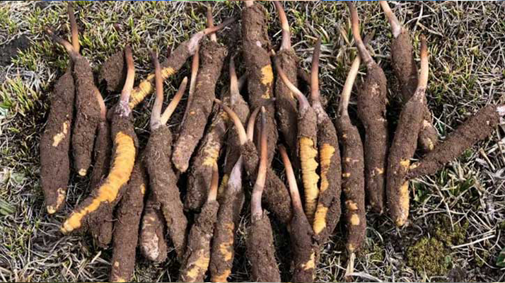 <a href=http://m.jasw8.com/xinxian/ target=_blank class=infotextkey>新<a href=http://m.jasw8.com/xinxian/ target=_blank class=infotextkey>鮮冬蟲夏草</a></a>科學(xué)晾干指南