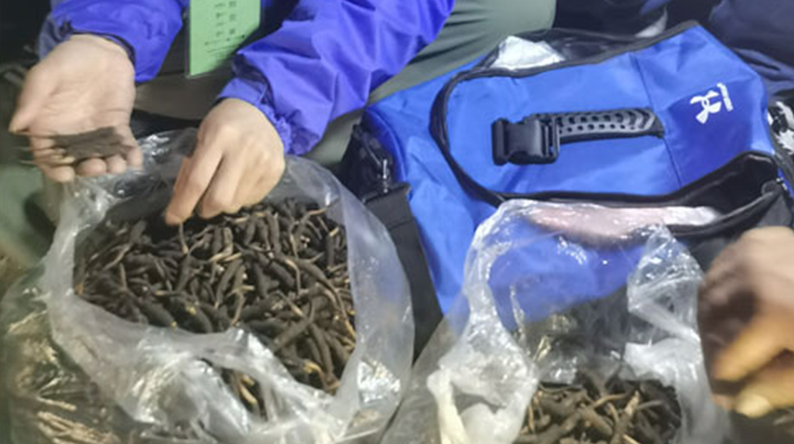 <a href=http://m.jasw8.com/xinxian/ target=_blank class=infotextkey>新<a href=http://m.jasw8.com/xinxian/ target=_blank class=infotextkey>鮮冬蟲(chóng)夏草</a></a>的正確食用指南