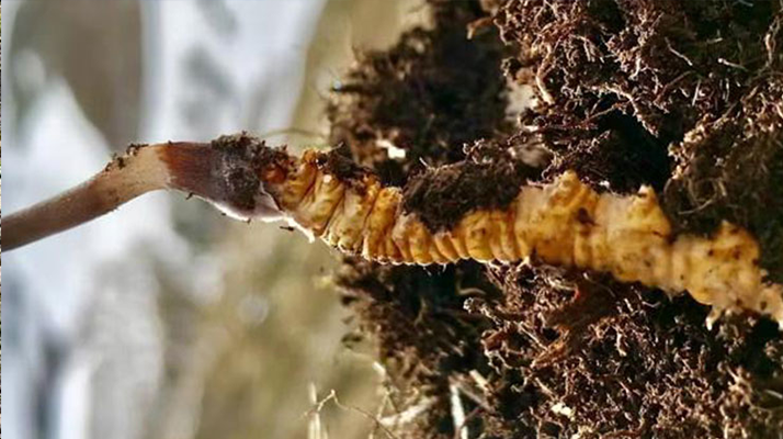 <a href=http://m.jasw8.com/xinxian/ target=_blank class=infotextkey>新<a href=http://m.jasw8.com/xinxian/ target=_blank class=infotextkey>鮮冬蟲(chóng)夏草</a></a>干刷技巧全解析