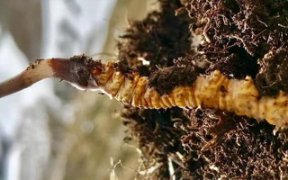 新鮮冬蟲(chóng)夏草干刷技巧全解析