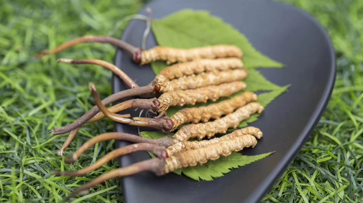 新鮮松茸冬蟲夏草怎么吃？滋補(bǔ)雙珍的美味搭配指南