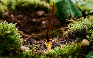 新鮮好的冬蟲夏草怎么吃？解鎖營養(yǎng)滋補(bǔ)新方式?
