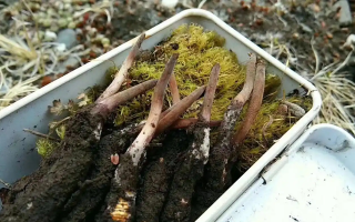 冬蟲夏草怎么辨別養(yǎng)殖的？掌握 5 大鑒別要點