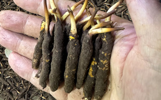 冬蟲夏草干草真假辨別實(shí)用指南