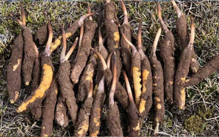 一根鮮冬蟲夏草多少克？多因素決定重量差異