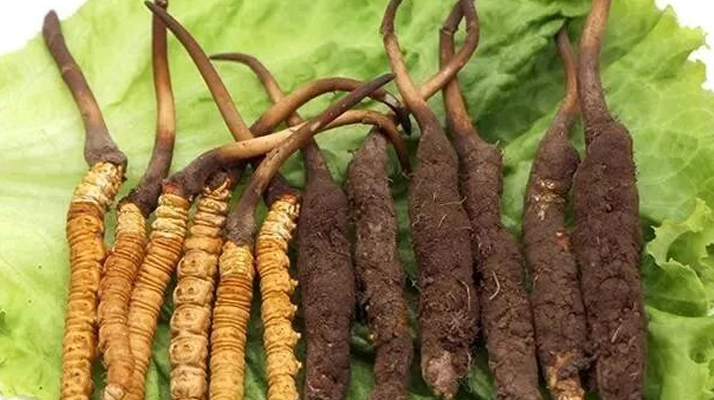 真空鎖鮮:<a href=http://m.jasw8.com/xinxian/ target=_blank class=infotextkey>新<a href=http://m.jasw8.com/xinxian/ target=_blank class=infotextkey>鮮冬蟲夏草</a></a>的科學(xué)保存方法