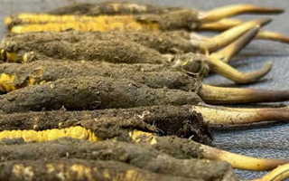 一根鮮冬蟲夏草多少錢？影響價(jià)格的核心因素解析