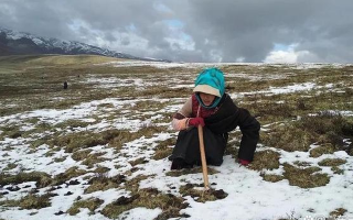 正宗那曲新鮮冬蟲夏草價(jià)格探秘