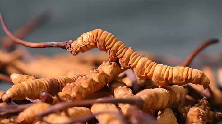 冬蟲(chóng)夏草泡湯指南：鎖住營(yíng)養(yǎng)的滋補(bǔ)秘訣