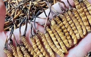 鮮冬蟲夏草燉雞肉：鎖住鮮醇的滋補妙方