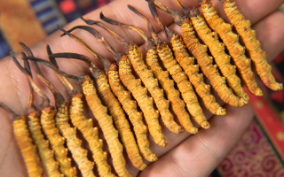 西洋參、陳皮與冬蟲夏草：三味協(xié)同的養(yǎng)生智慧