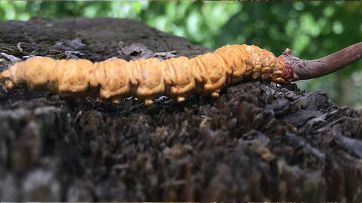 哺乳期能吃冬蟲夏草嗎