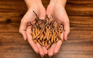 去哪里買真冬蟲夏草？揭秘正品蟲草的可靠購買渠道