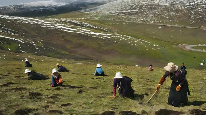 西藏鮮冬蟲夏草<a href=http://m.jasw8.com/ target=_blank class=infotextkey><a href=http://m.jasw8.com/s/nqcc/ target=_blank class=infotextkey>那曲蟲草</a></a>