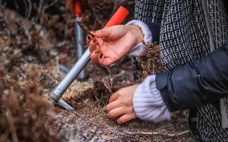 冬蟲(chóng)夏草產(chǎn)地哪些地區(qū)