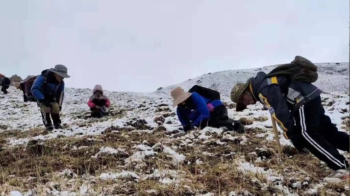 冬蟲夏草核心產(chǎn)區(qū)行情