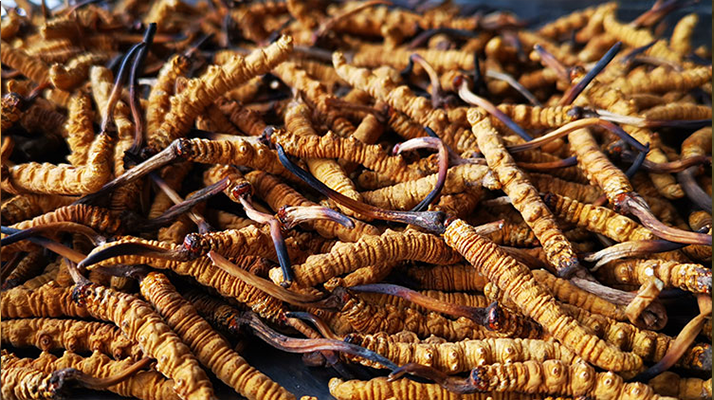 鮮冬蟲夏草如何煮湯