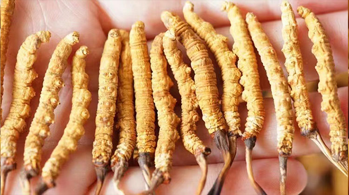 冬蟲(chóng)夏草買(mǎi)多少錢(qián)一斤