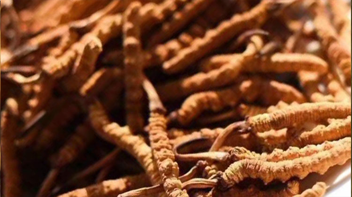 野生<a href=http://m.jasw8.com/jiage/ target=_blank class=infotextkey>冬蟲(chóng)夏草多少錢(qián)</a>一克