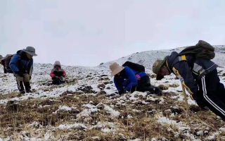 冬蟲(chóng)夏草在哪采收最多