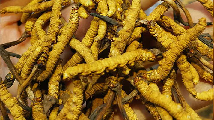野生冬蟲(chóng)夏草怎么買(mǎi)