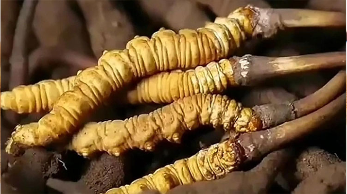 <a href=http://m.jasw8.com/ target=_blank class=infotextkey><a href=http://m.jasw8.com/s/nqcc/ target=_blank class=infotextkey>那曲蟲草</a></a>展銷會暨巴青采集體驗活動啟幕